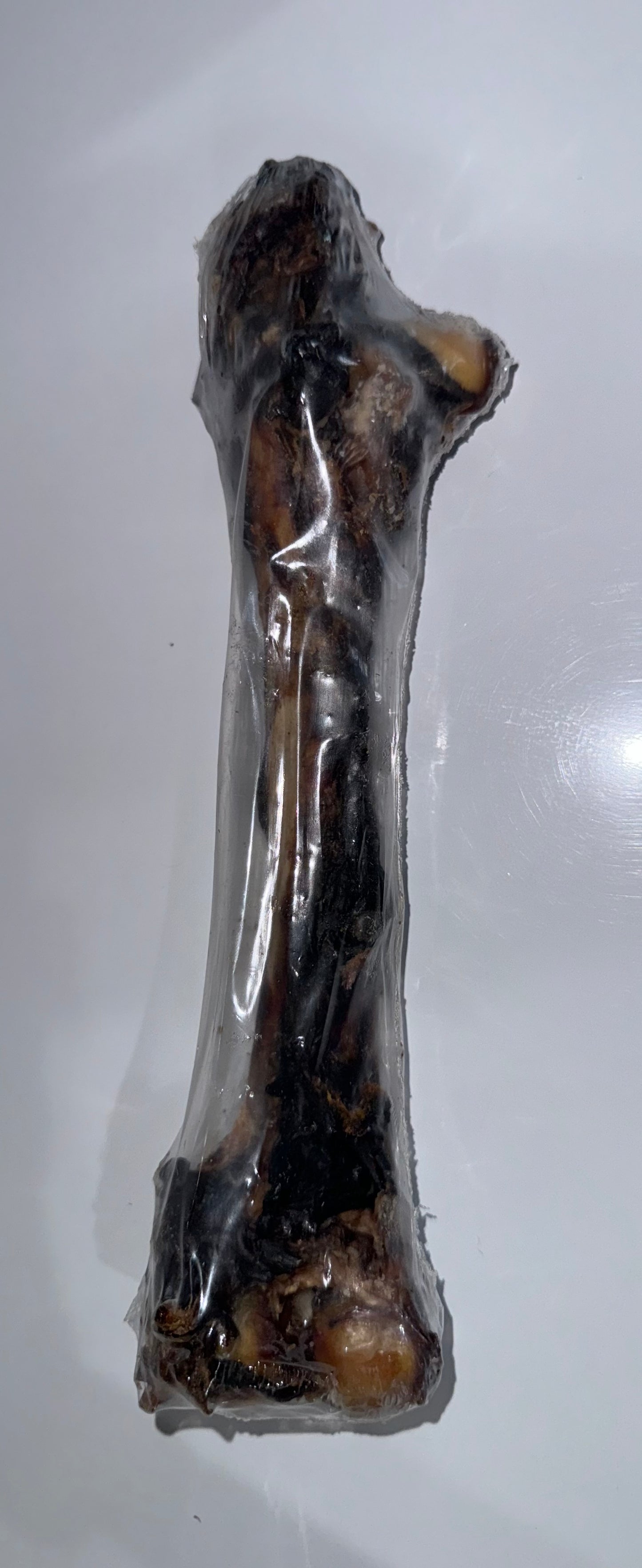 Kangaroo Femur Bone